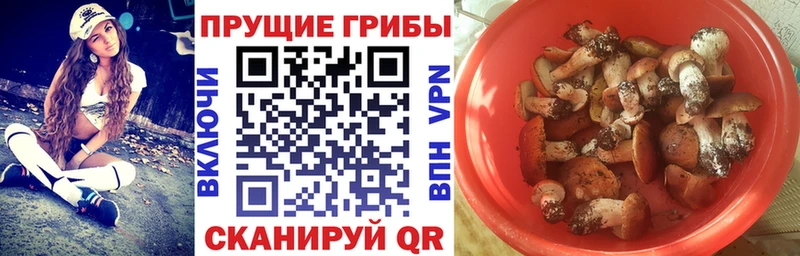 купить  цена  Звенигово  Псилоцибиновые грибы Psilocybe 